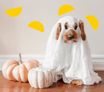 spooky creativity unleashed: 10 DIY halloween costumes using bedsheets