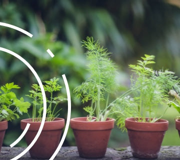 grow your own sleep-sational herbs and veggies