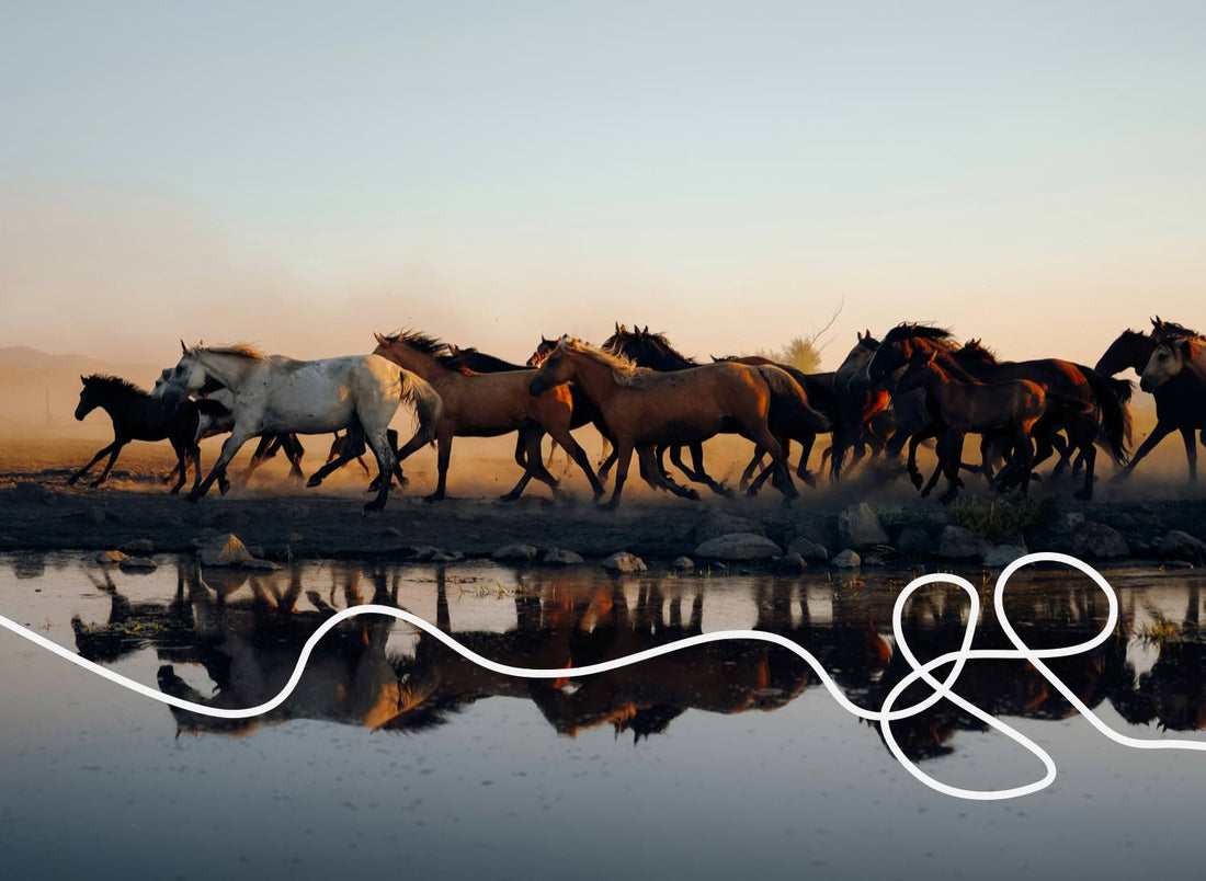 how do *horses sleep* & other animal sleep habits revealed