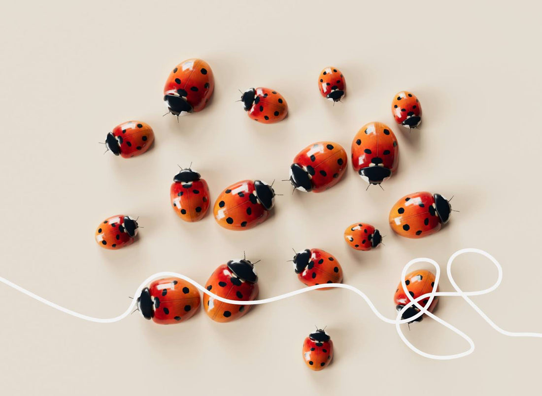 why do I keep getting *ladybirds* in my bedroom?