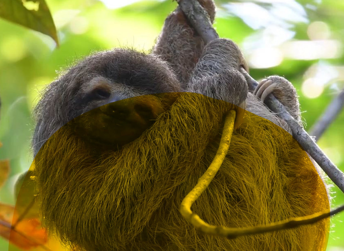 be more *sloth*