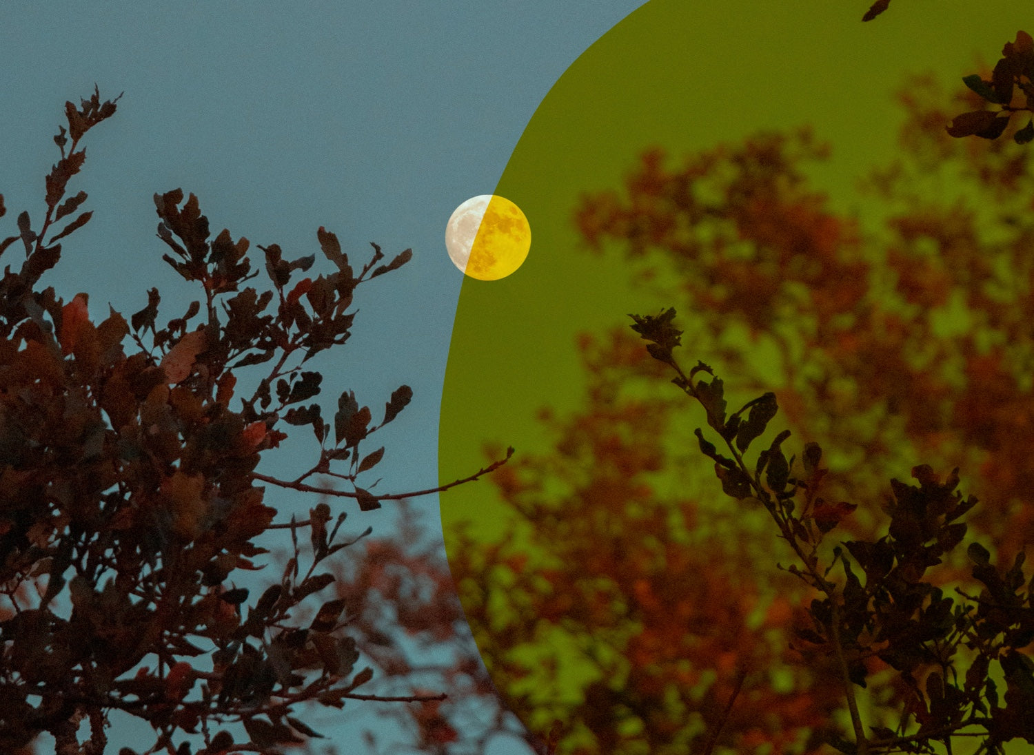 Full Moon & Sleep | How The Moon Affects Sleep | eve Sleep