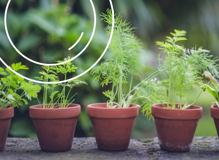 *grow your own* sleep-sational herbs and veggies