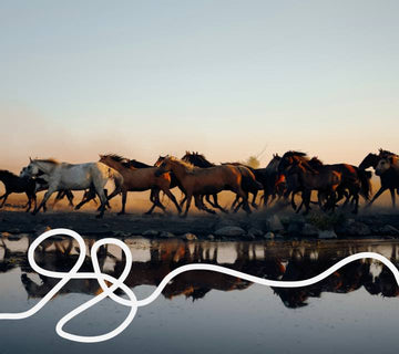 how do *horses sleep* & other animal sleep habits revealed