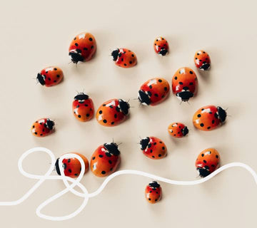 why do I keep getting *ladybirds* in my bedroom?