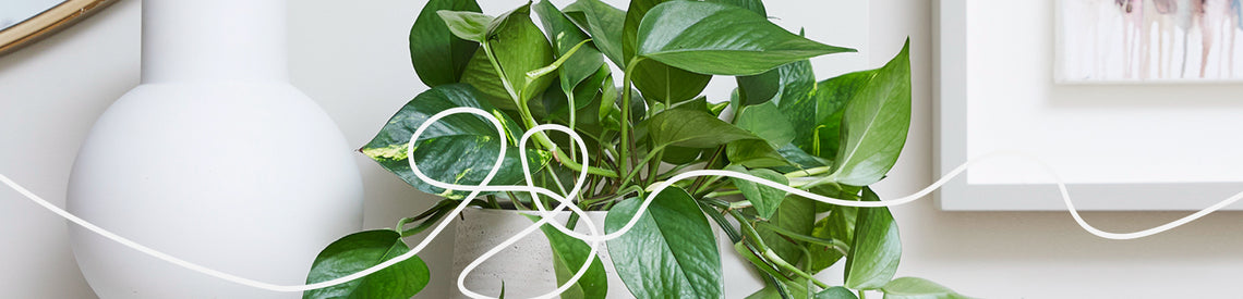top 5 Patch Plants for *great sleep*