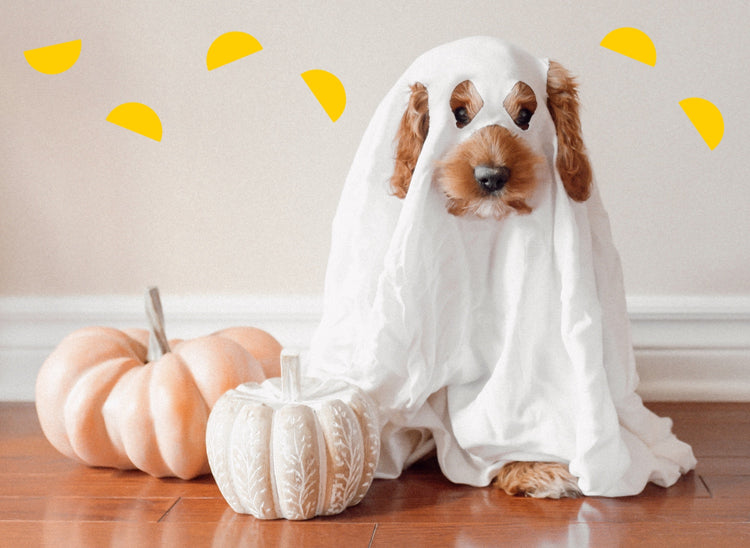 spooky creativity unleashed: 10 DIY *halloween costumes* using bedsheets