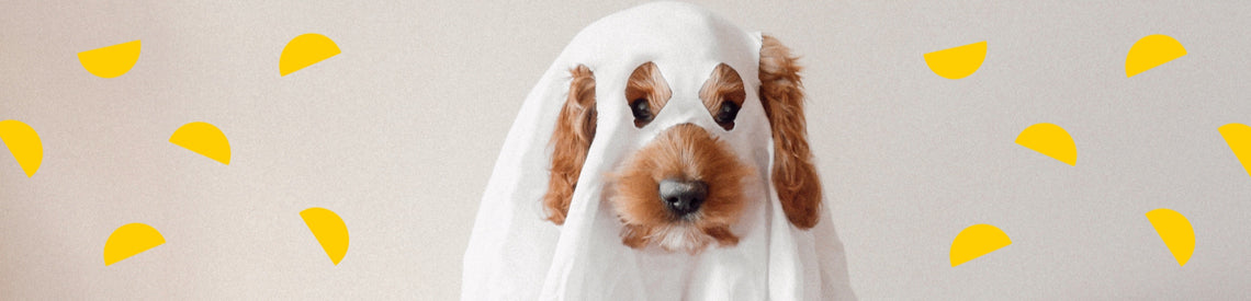 spooky creativity unleashed: 10 DIY *halloween costumes* using bedsheets