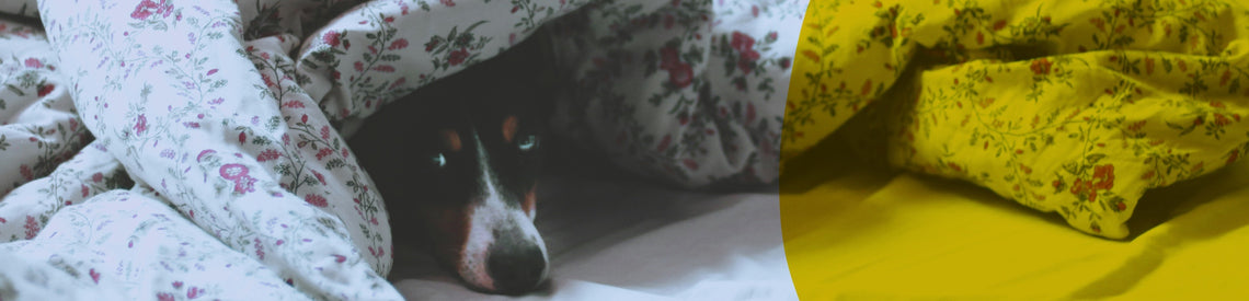 why *sharing* a bed with your dog might be the best (and craziest) thing you do
