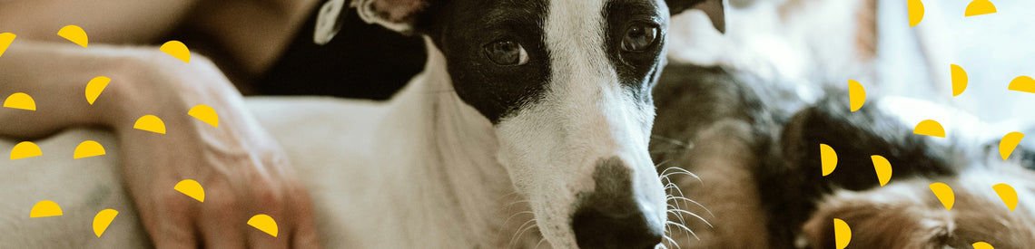 love your pet day: fun facts about the *sleeping habits* of pets